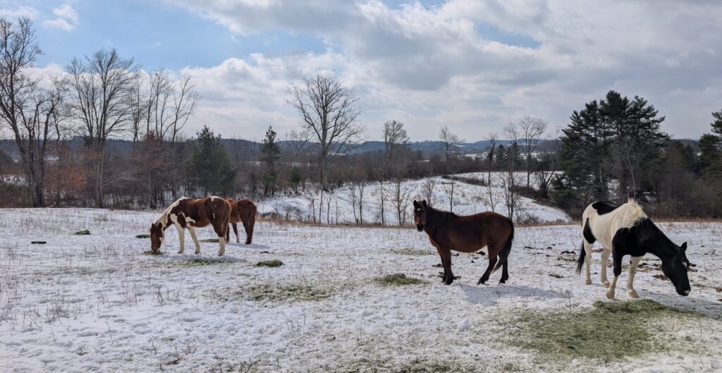 Horses grazing hay piles in the snow