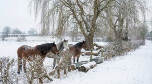 Horses standing along hedge row in winter.